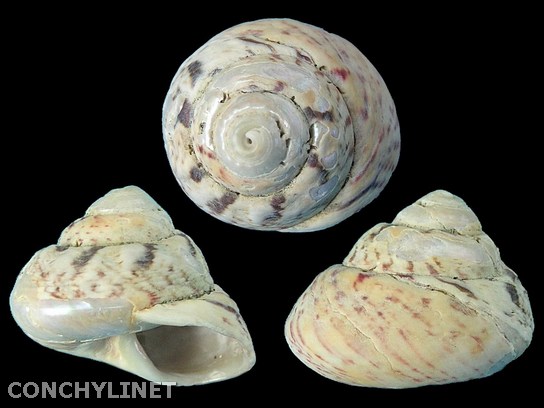 Gibbula magus