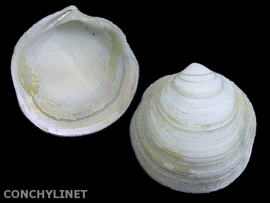 Loripes orbiculatus