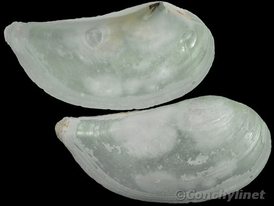 Pandora inaequivalvis
