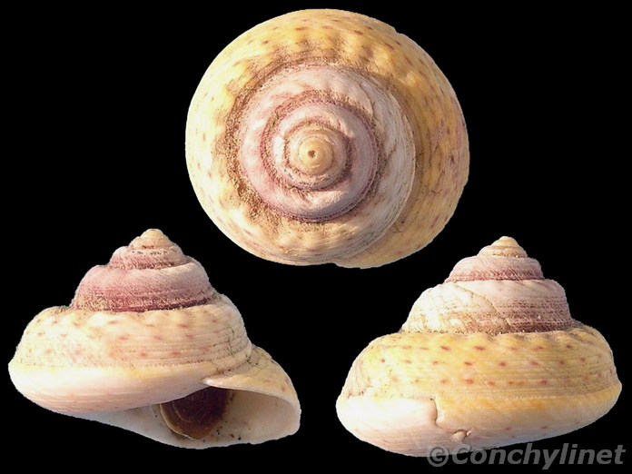 Gibbula magus