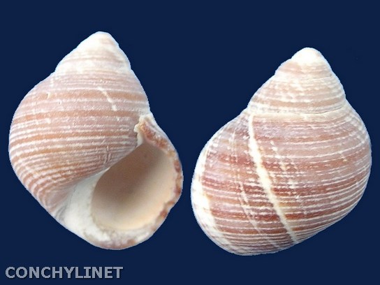 Littorina saxatilis