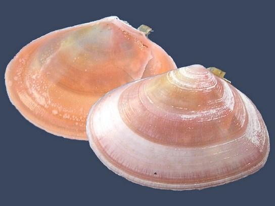 Tellina tenuis (Da Costa 1778)