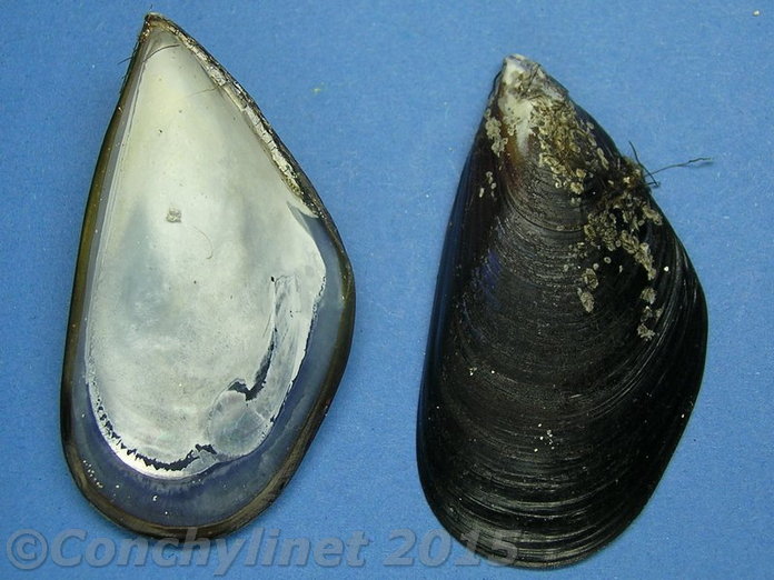 Mytilus edulis