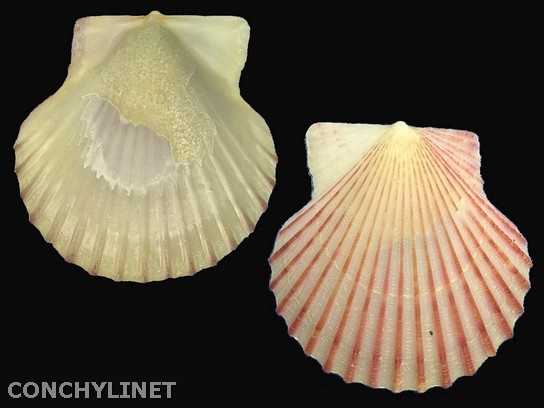 Aequipecten opercularis