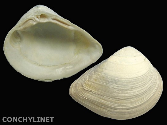 Rangia cuneata