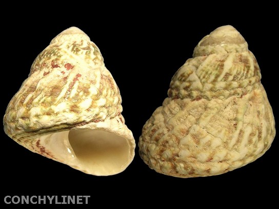 Unidentified species