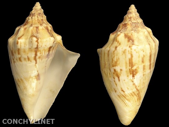 Strombus tricornis