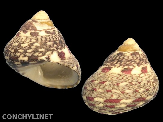 Phorcus articulatus
