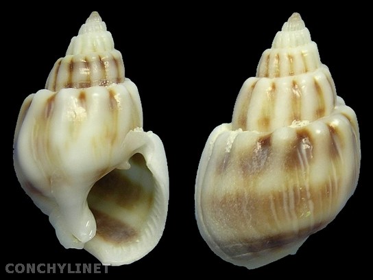 Nassarius coronatus