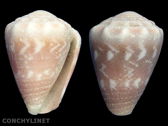 Conus fulgetrum