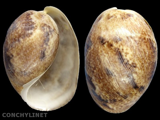 Bulla ampulla