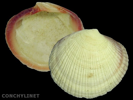 Codakia punctata
