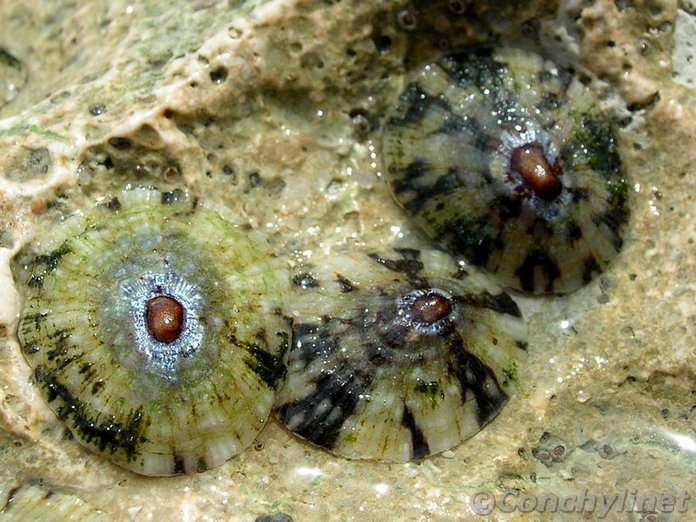 Cellana radiata