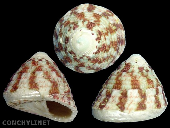 Trochus radiatus