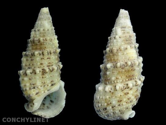 Rhinoclavis sinensis
