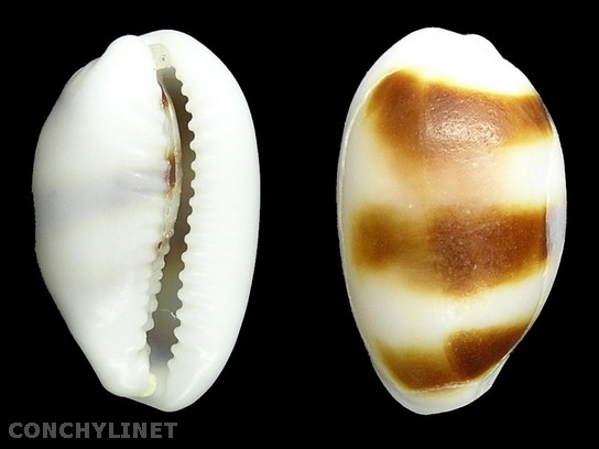 Cypraea asellus (Linne 1758)