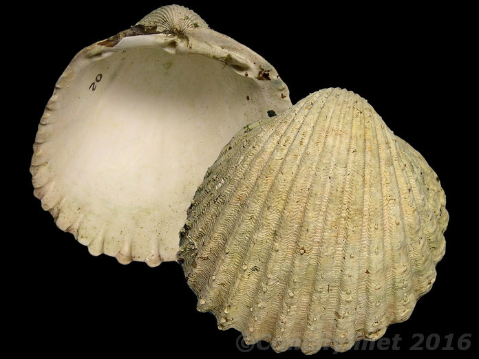 Acanthocardia tuberculata