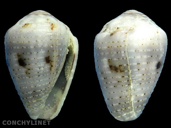 Conus coronatus (Gmelin 1791)