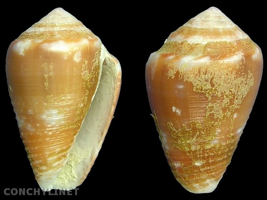 Conus tenuistriatus