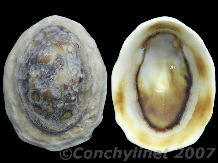 Lottia variabilis