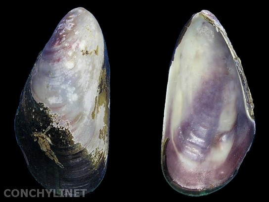 Modiolus patagonicus