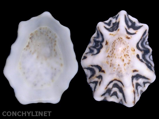 Patelloida saccharina