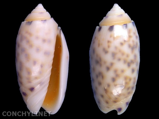 Oliva annulata