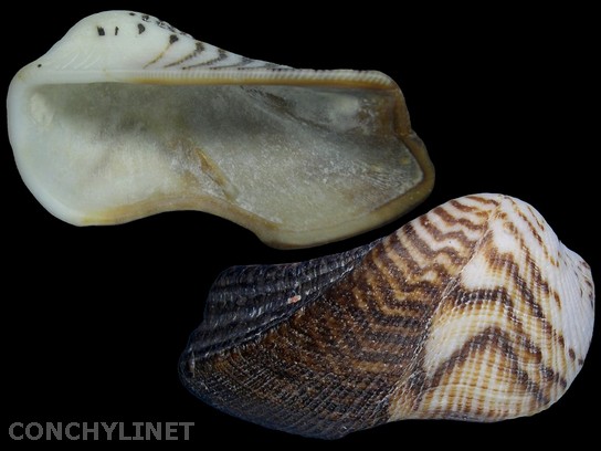 Arca ventricosa