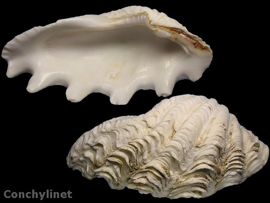 Tridacna maxima