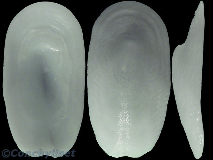 Scutus unguis