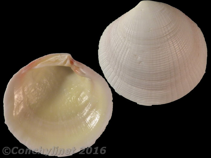 Codakia paytenorum