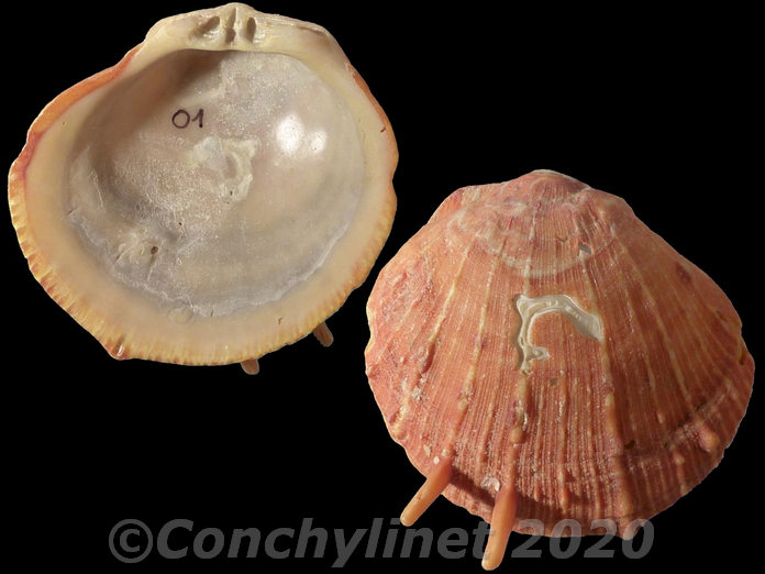 Spondylus tenuis