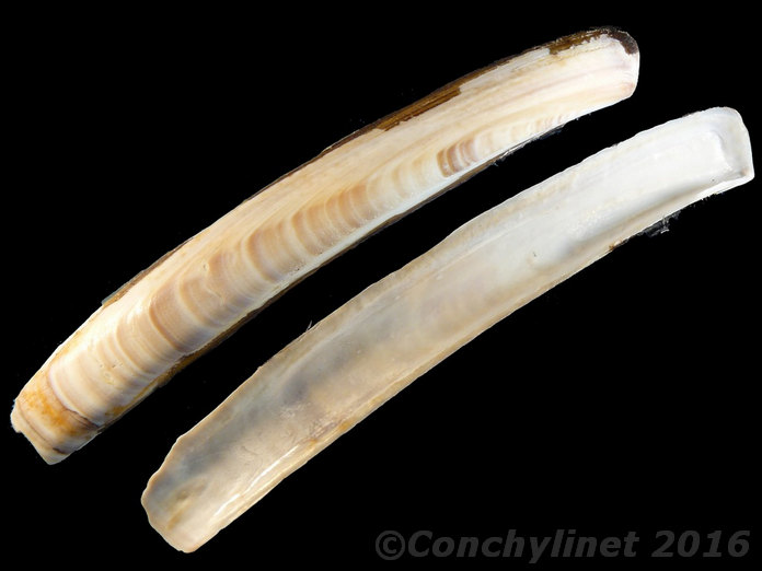 Ensis magnus