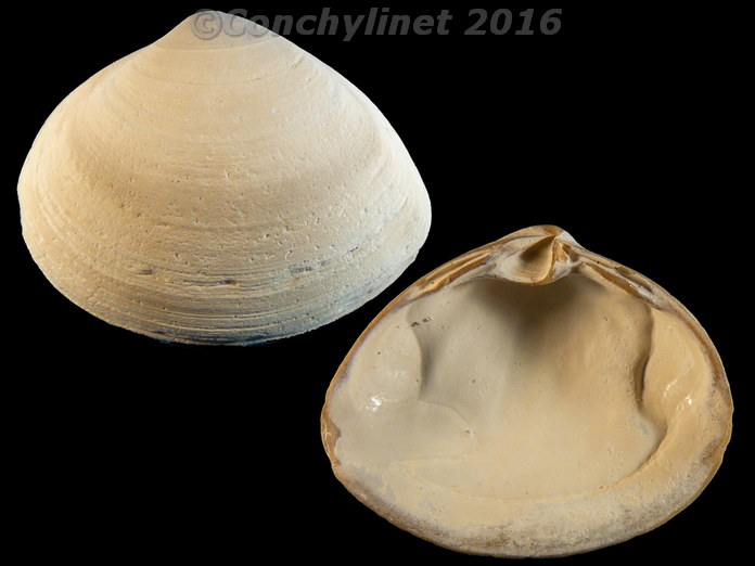 Spisula solida