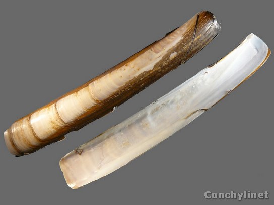 Ensis magnus