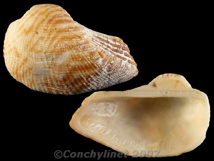 Arca ventricosa