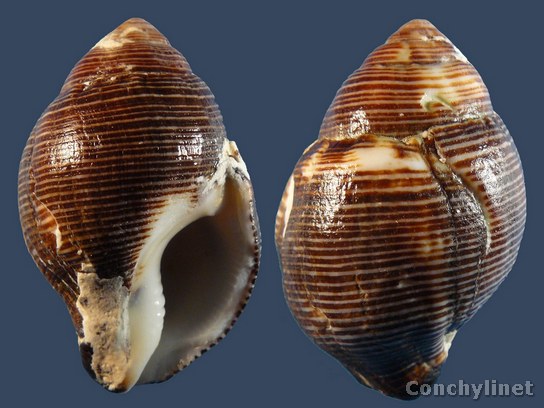 Latirolagena smaragdula