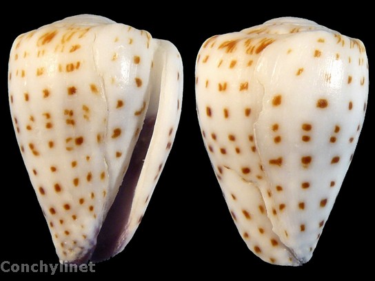 Conus parvatus