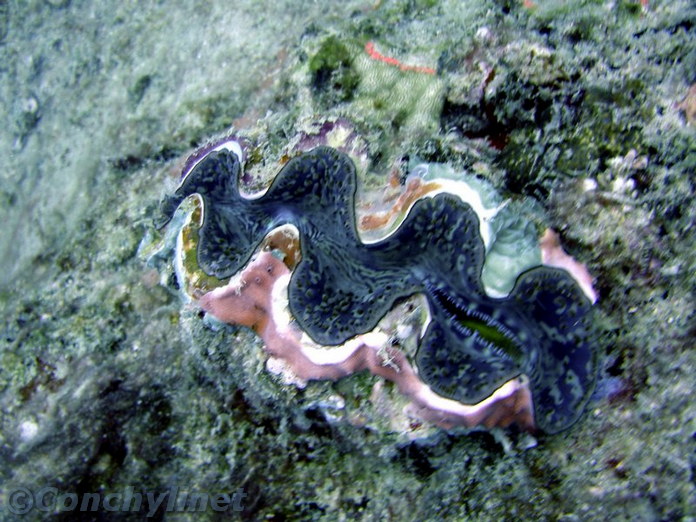 Tridacna maxima