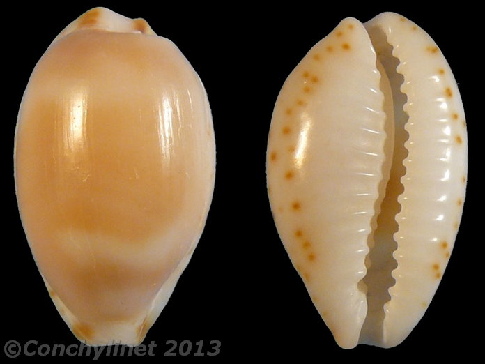 Cypraea owenii