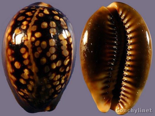 Cypraea mauritiana (Linne 1758)