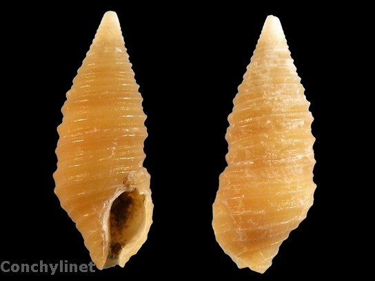 Turridrupa cincta