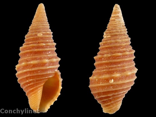 Turridrupa bijubata