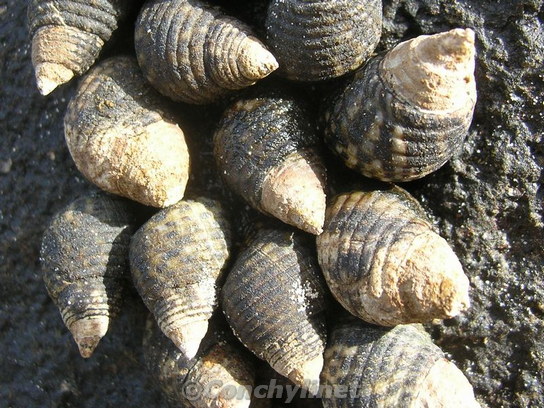 Planaxis sulcatus