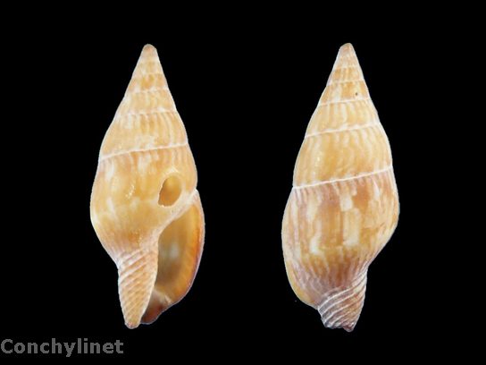 Pisania luctuosa