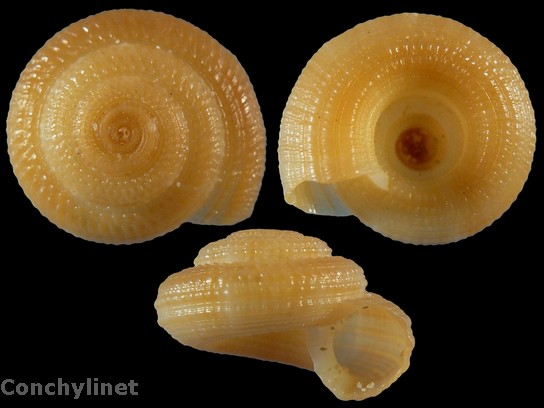 Heliacus infundibuliformis