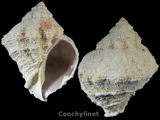 Coralliophila erosa