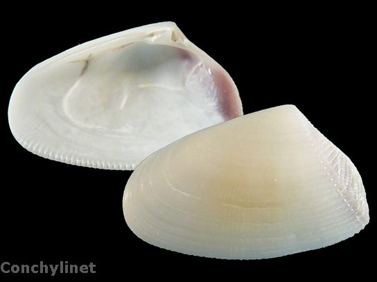 Donax bipartitus