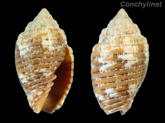 Scabricola eximia