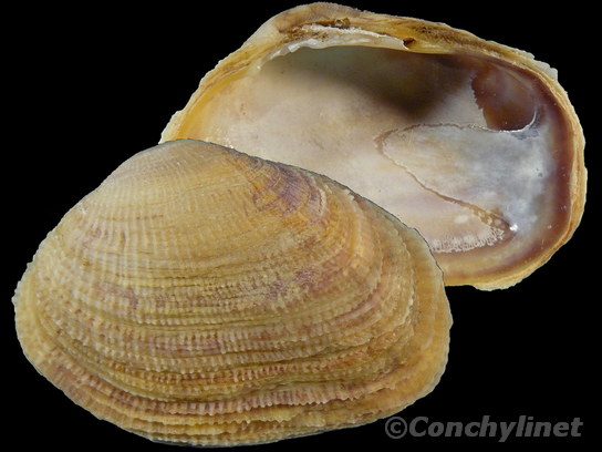 Irus crebrelamellatus